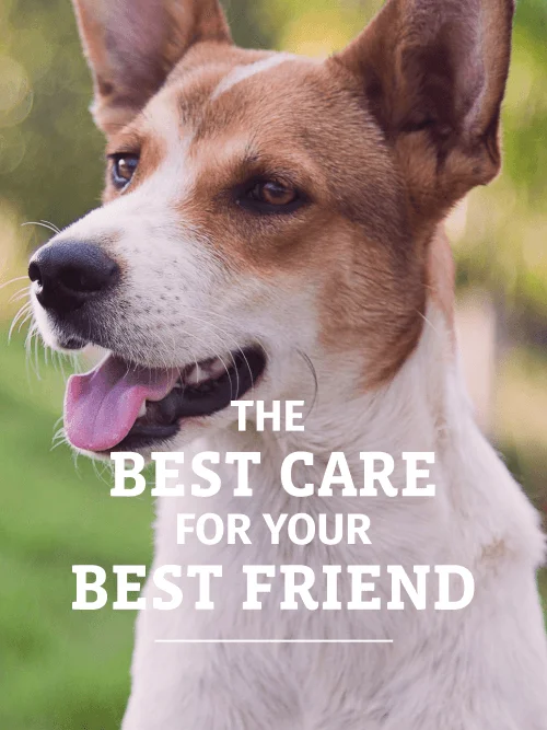 The Best Care for Your Best Friend